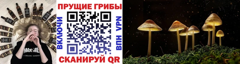 Галлюциногенные грибы Psilocybine cubensis Мариинский Посад